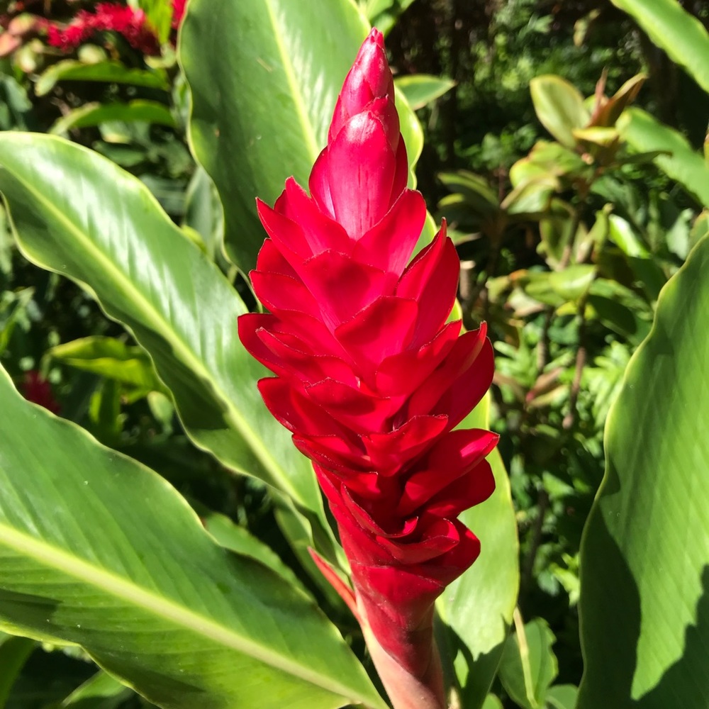 Meet your Posher, Renee